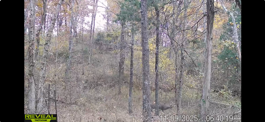 200 acre Liberatore deer pic1.png